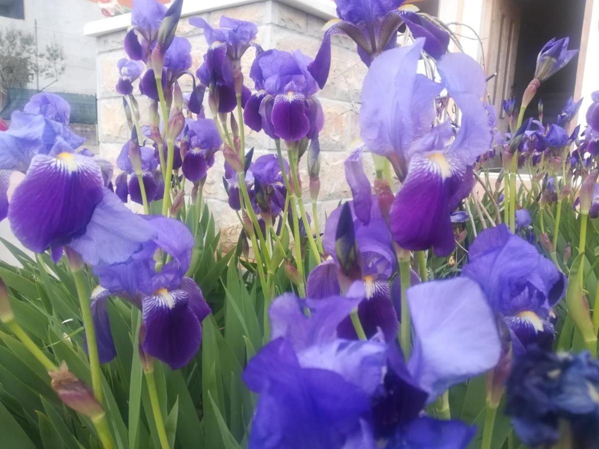Castello Flower Apartment Kaštela 외부 사진